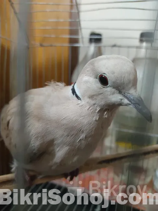 ঘুঘু পাখি